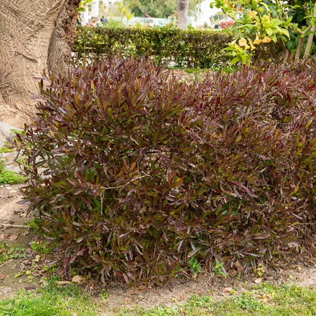 Bakker Dodonaea viscosa Purpurea arbuste pot Ø 17cm pourpre