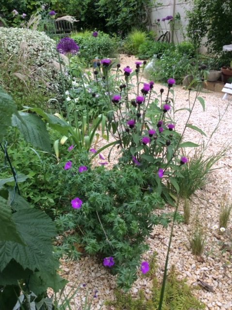 Centaurea Caramia plante vivace godet fleurs rose violacé