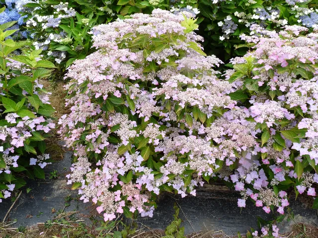 Les Hortensias du Haut Bois Water saphir hortensia serrata godet