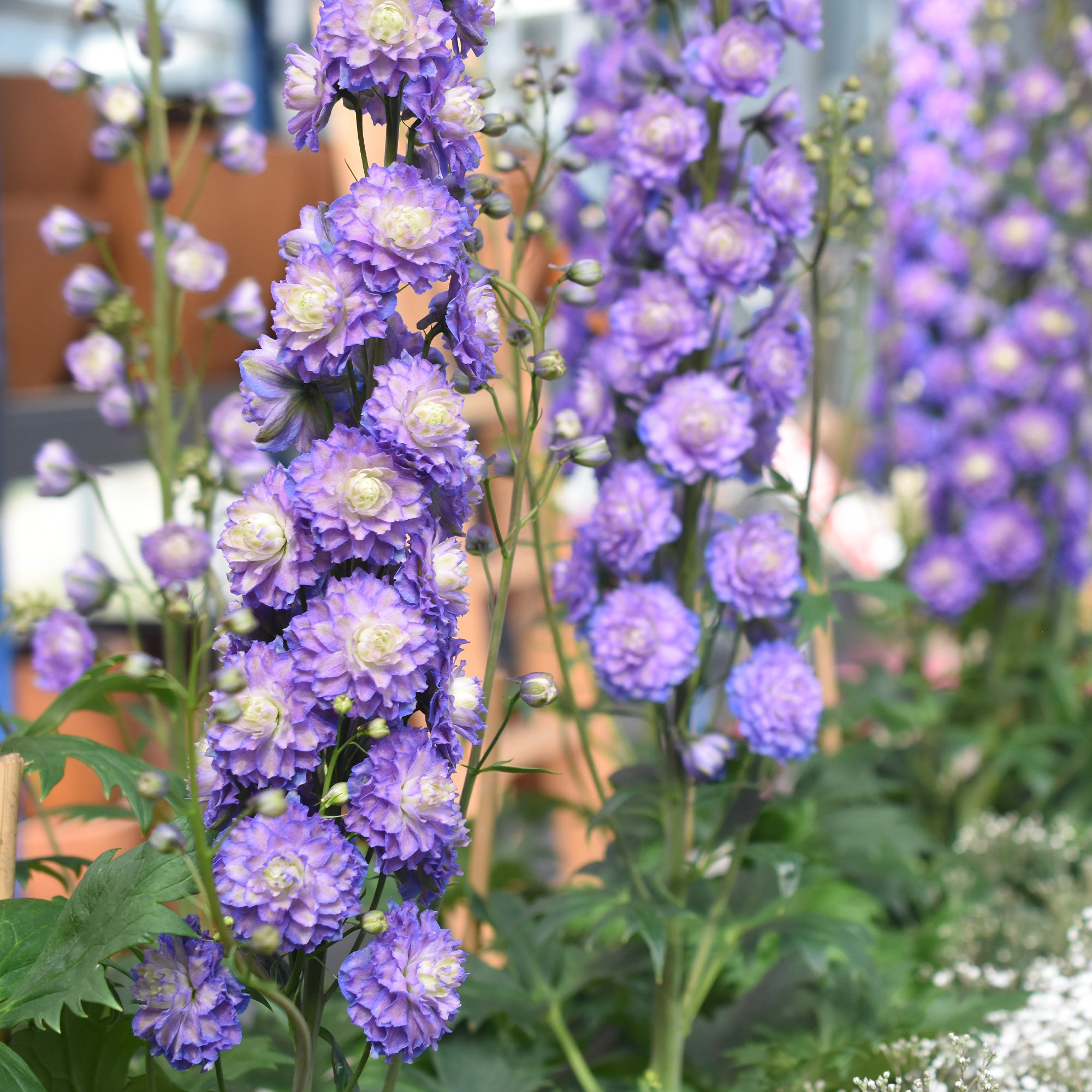 Bakker Delphinium Highlander Bolero vivace racine nue
