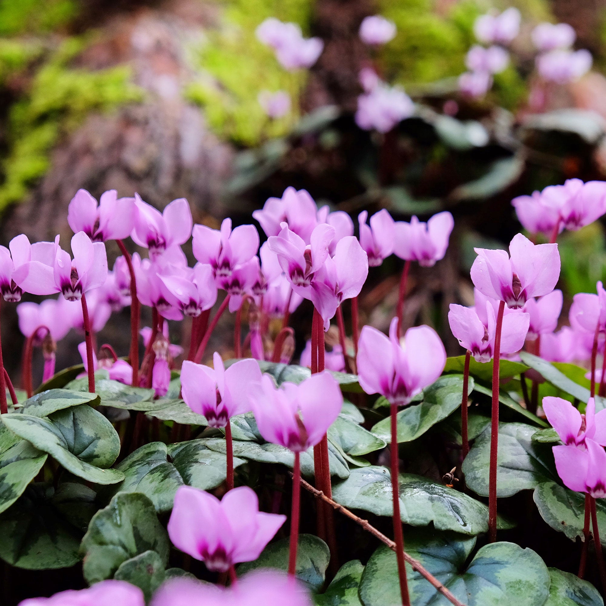 Bakker Cyclamen coum Rose plante vivace pot 8cm