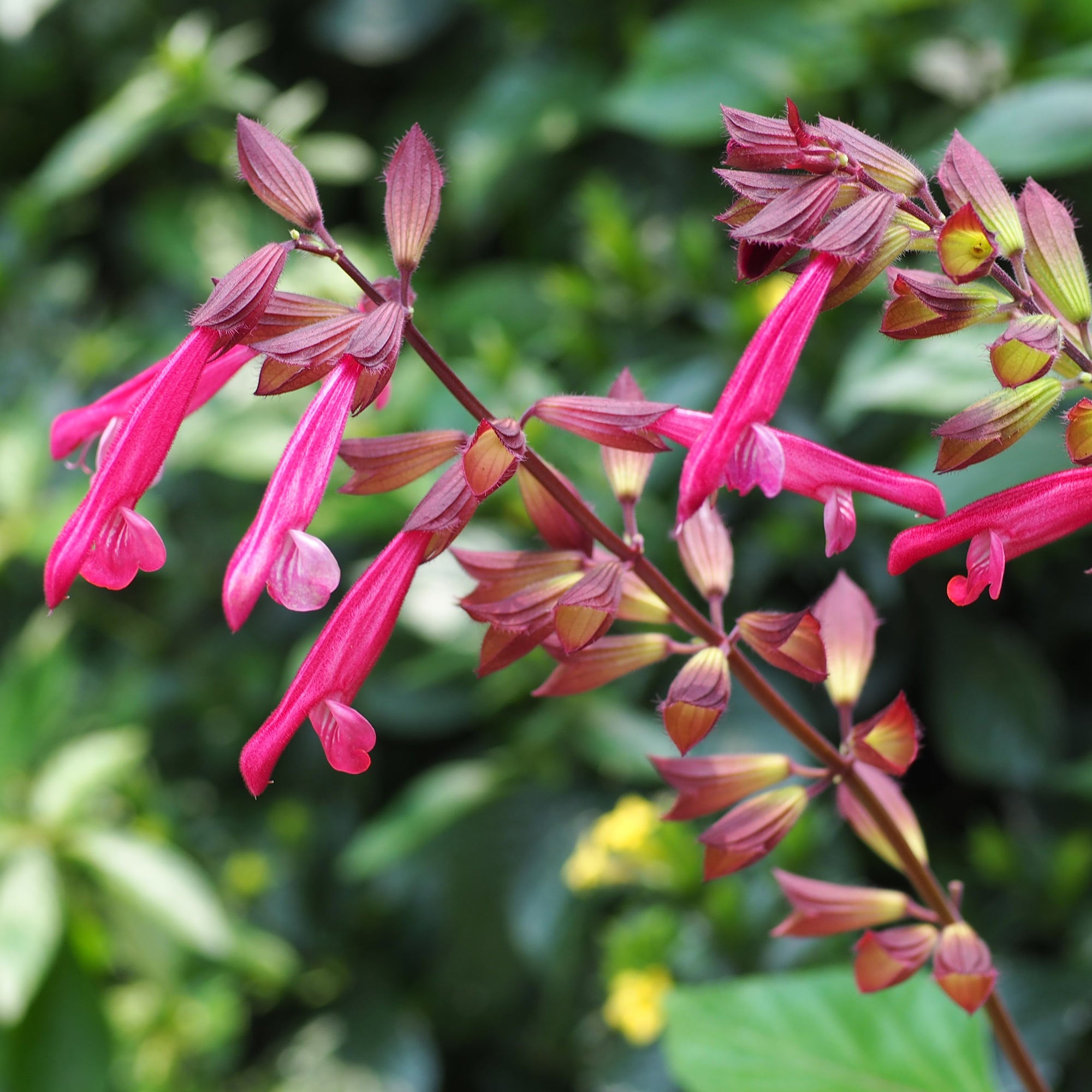 Bakker Wendys Wish sauge vivace fuchsia pot Ø9cm