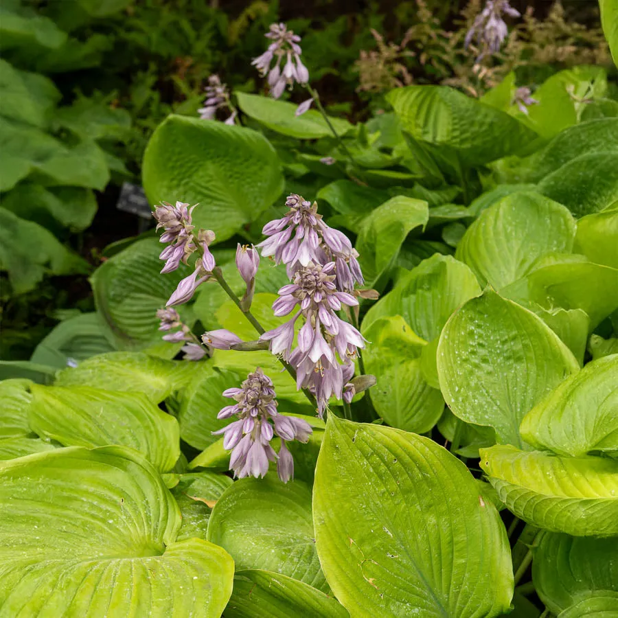 Bakker Plantes vivaces Hosta Sum and Substance hosta pot 9cm