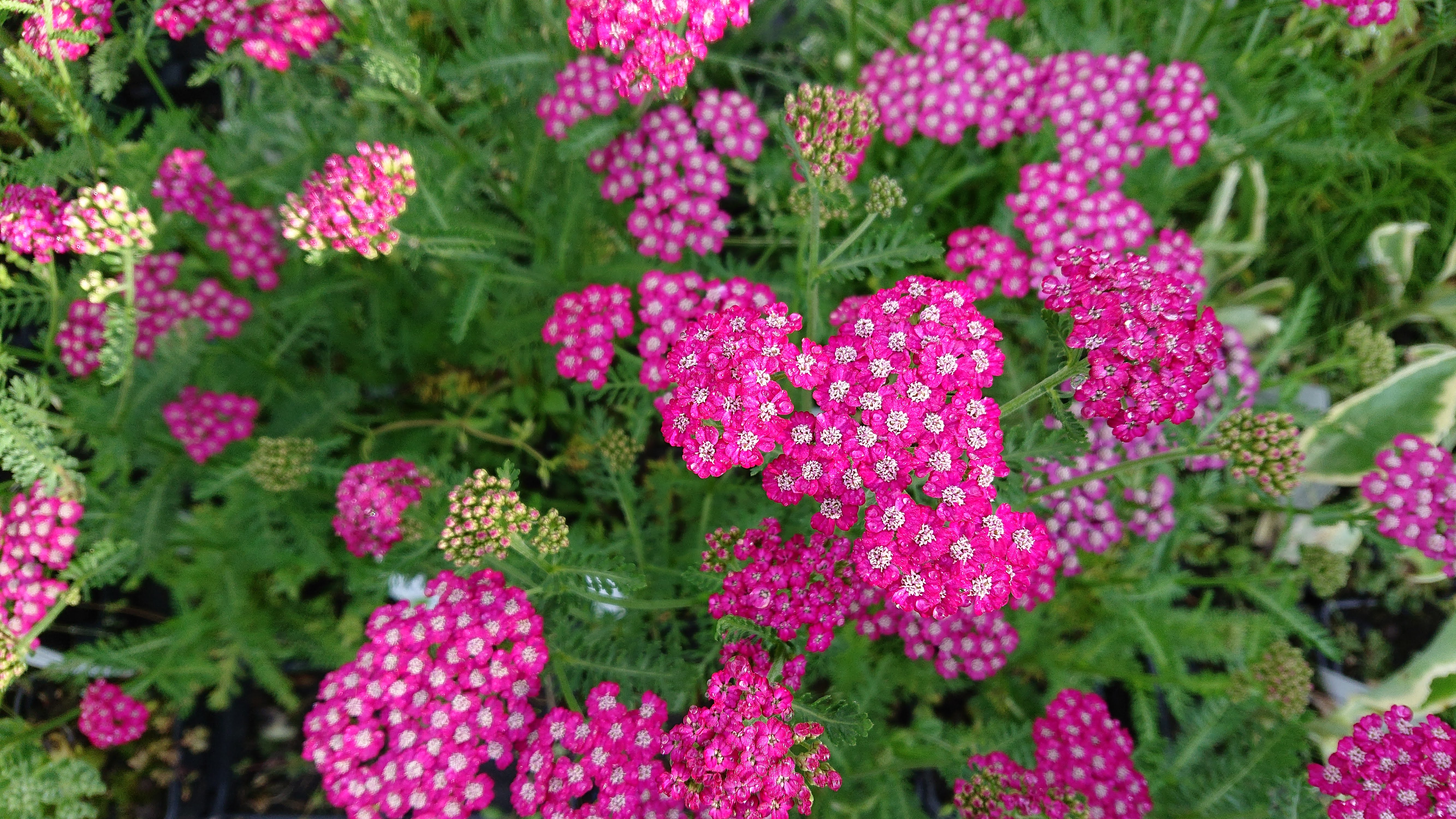 Passion Vivaces Achillea plante vivace godet achillée massif soleil