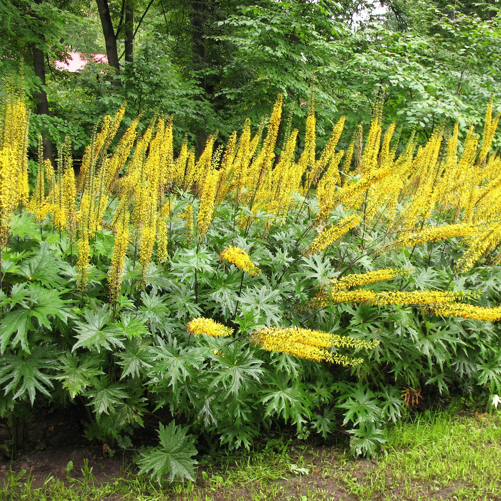 Bakker Ligulaire de Chine przewalskii vivace pot Ø 9cm jaune