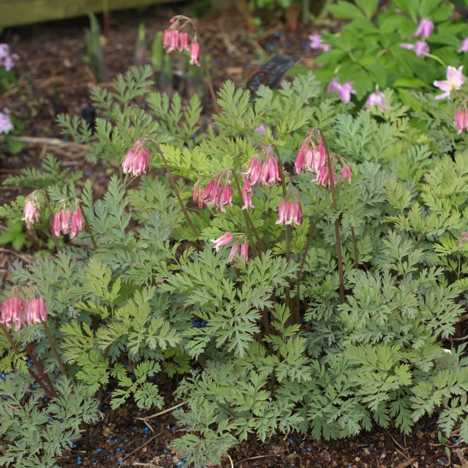 Passion Vivaces Dicentra Stuart Boothman cœur Marie godet rose