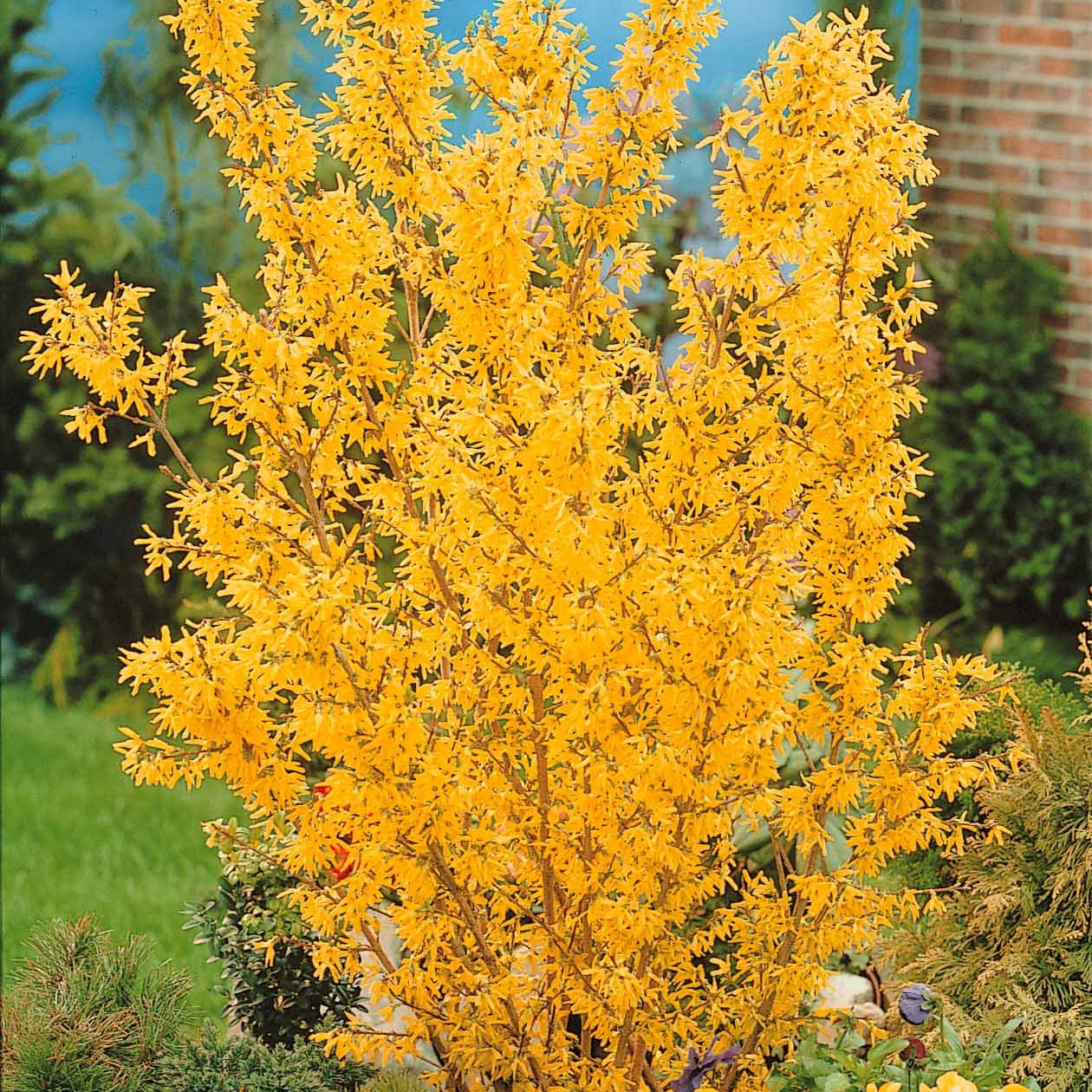 Bakker Forsythia Arbre de Judée collection 2 arbustes pots 9cm
