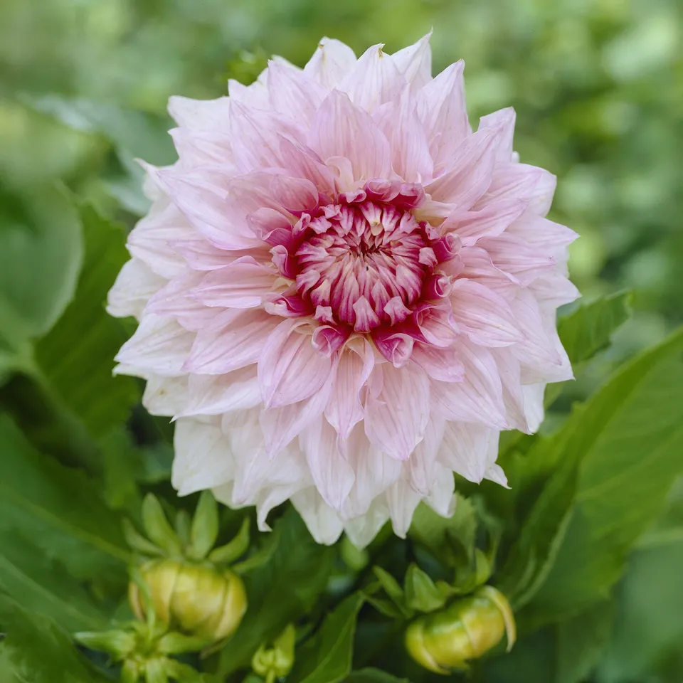 Bakker Shiloh Noelle dahlia blanc sachet 1 bulbe massif