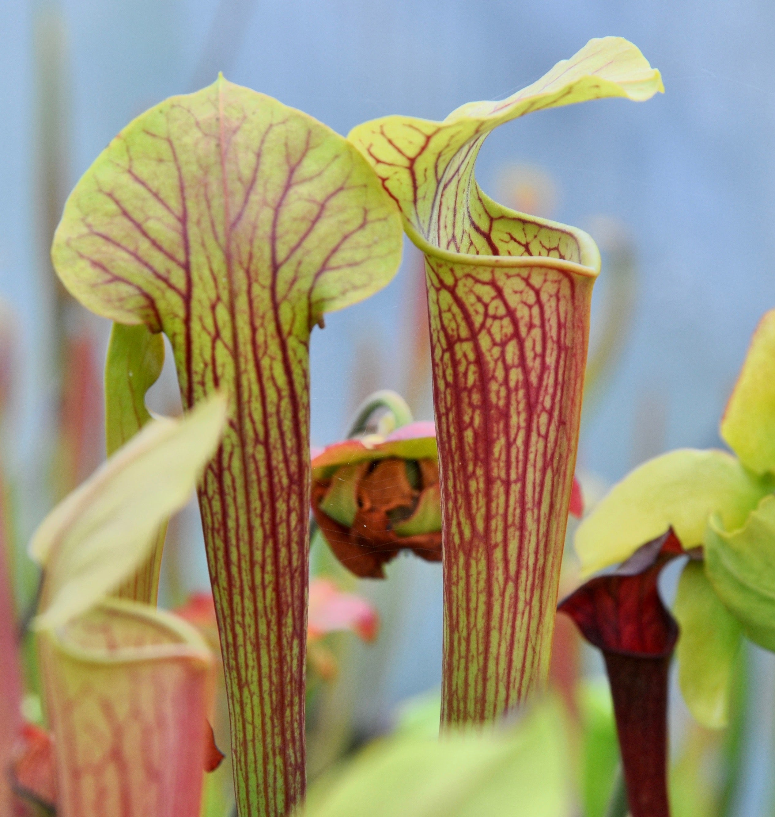 Carniflore Sarracenia Alata Flava Mitchelliana plante trompette 80cm