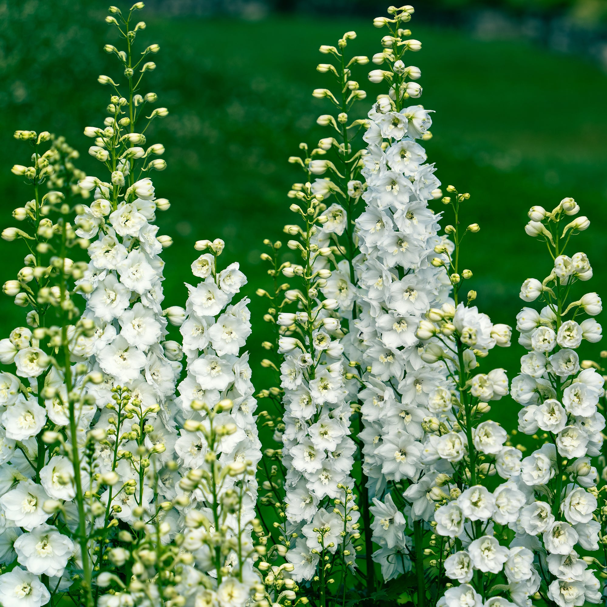 Bakker Vivaces Blanches Roses 3 pots 9cm massif