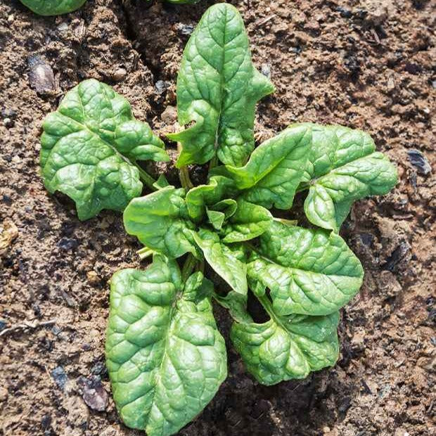 Bakker Potager Epinard Viroflay graines sachet 15g feuilles larges