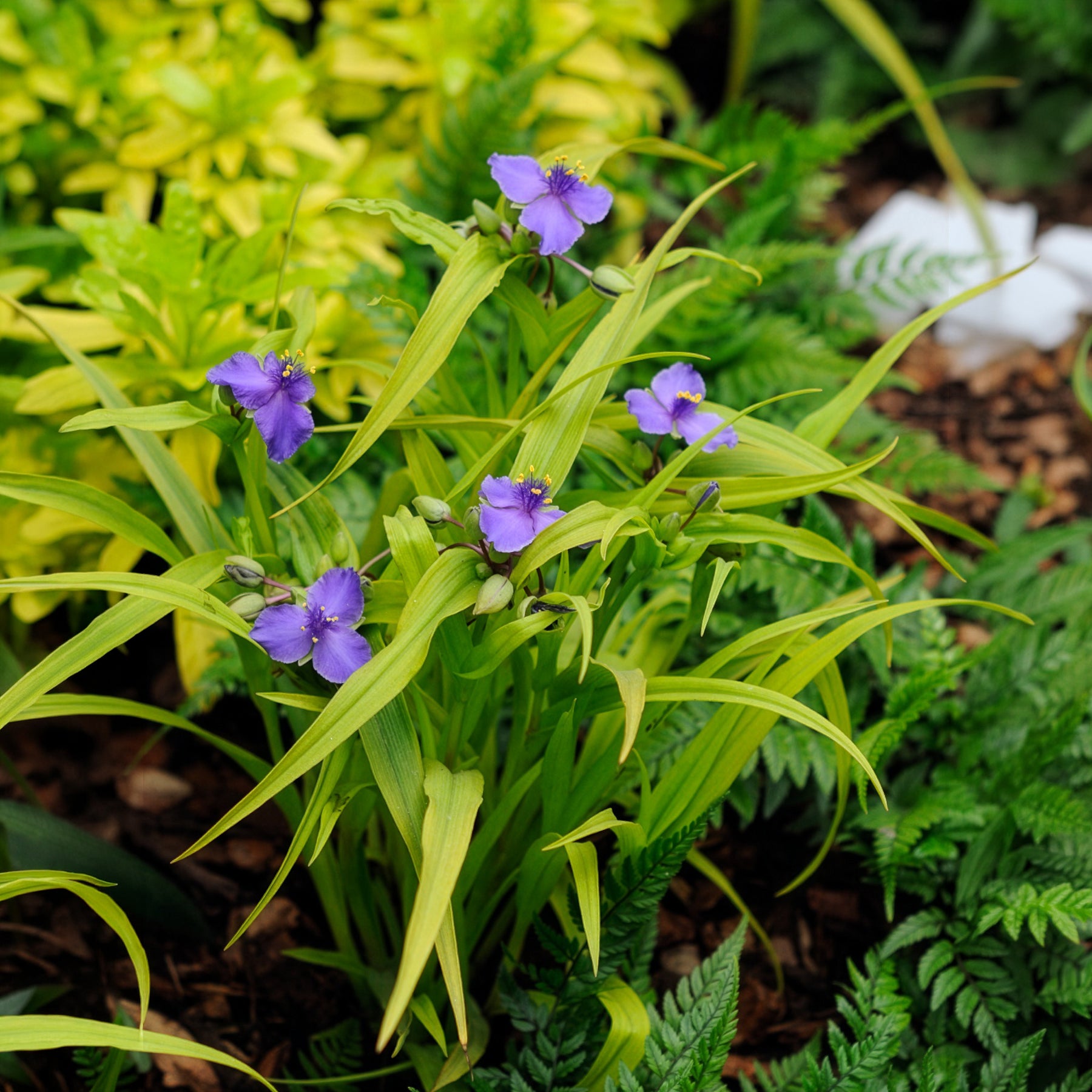 Bakker Éphémère Sweet Kate vivace pot 9cm fleur violette