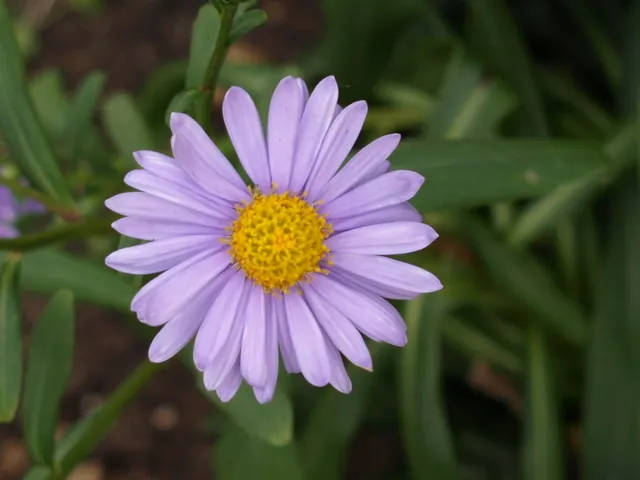 Passion Vivaces Aster Koraiensis plante vivace bleu mauve godet