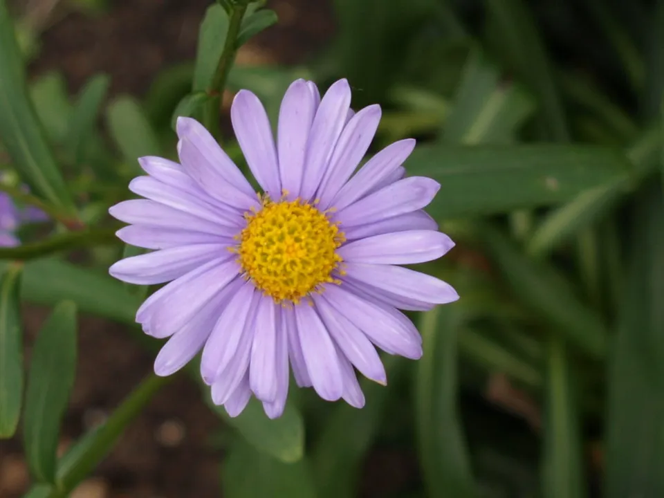 Passion Vivaces Aster Koraiensis plante vivace bleu mauve godet