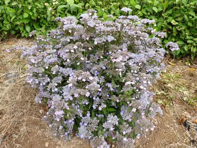 Les Hortensias du Haut Bois Montaso hortensia serrata godet fleurs plates