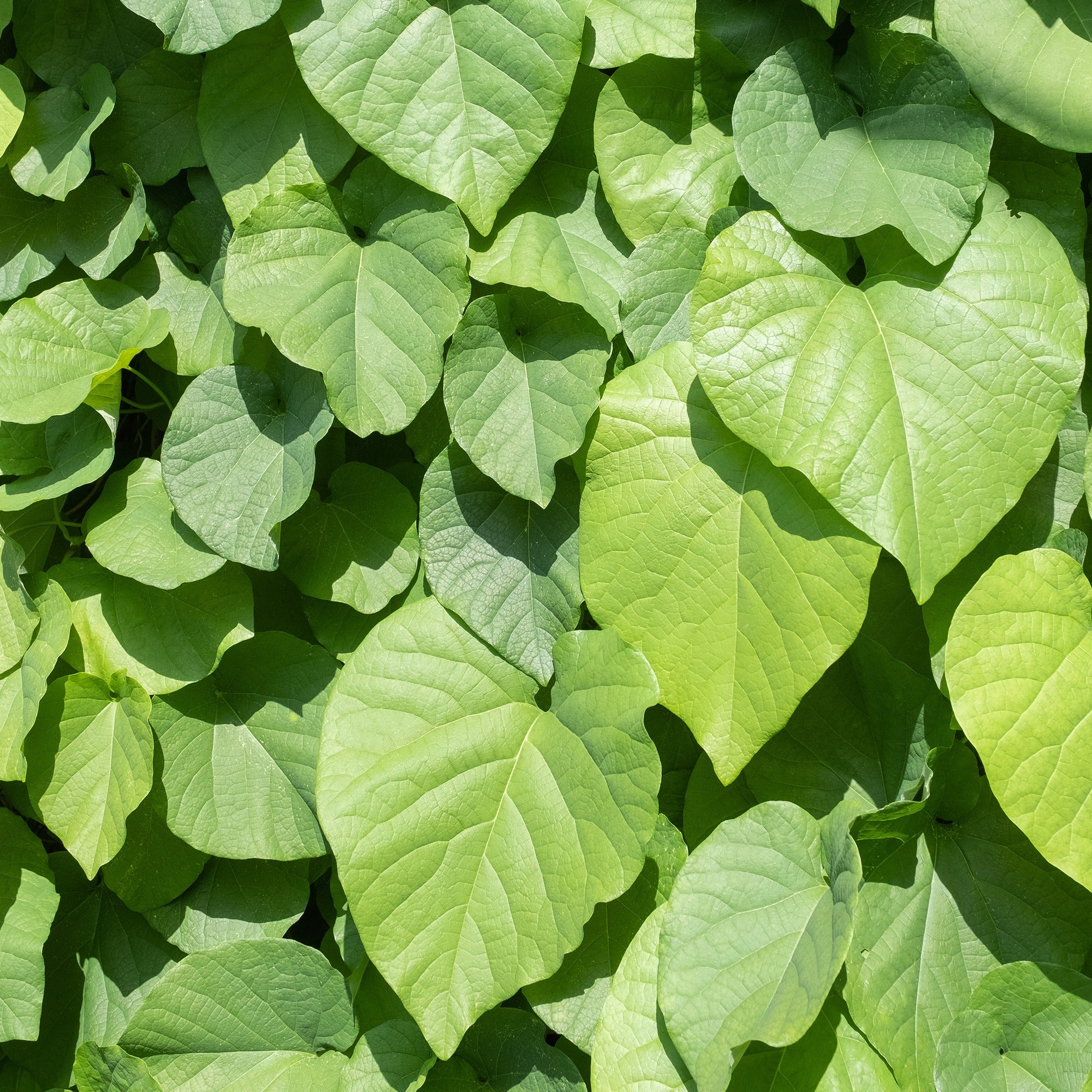 Bakker Aristoloche macrophylla pot 2L 40-50cm grimpante mi-ombre