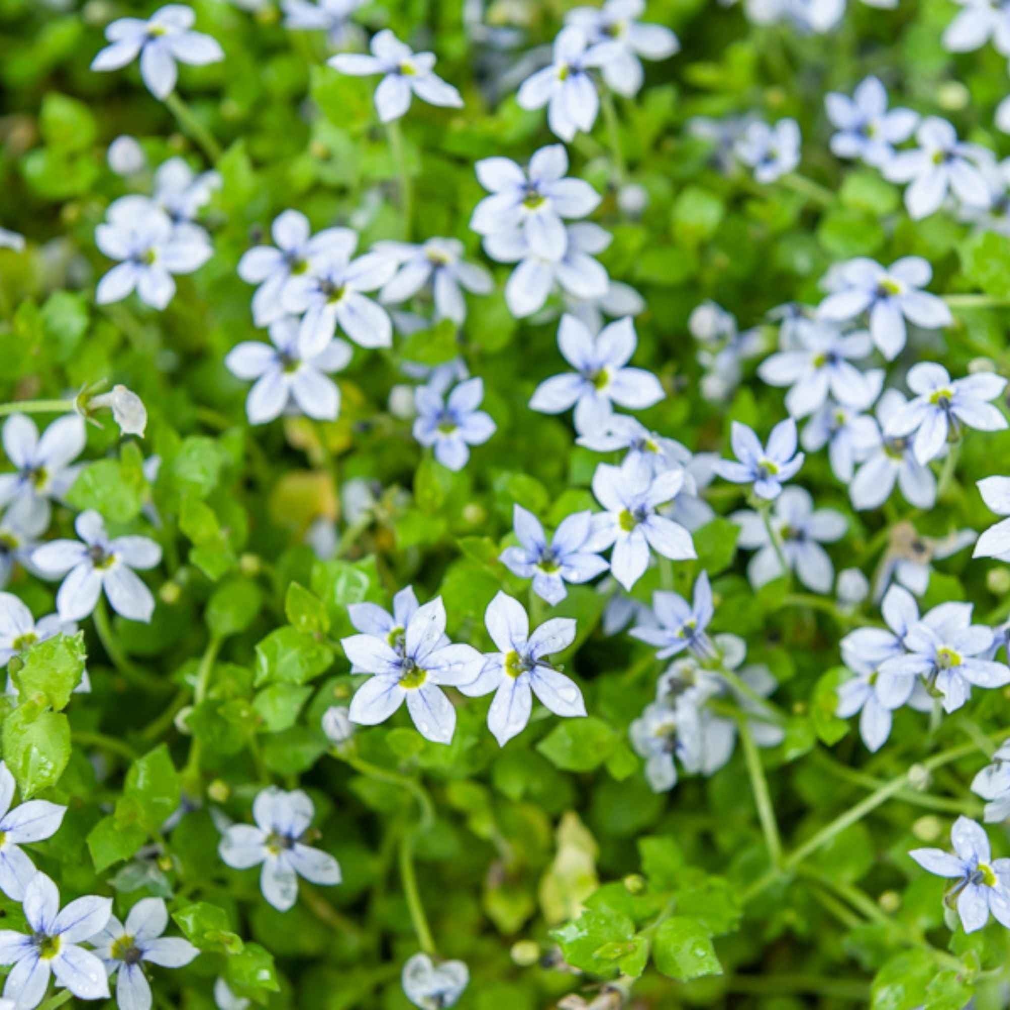 Bakker Isotoma étoiles bleues 3 pots Ø 9cm fleur violette