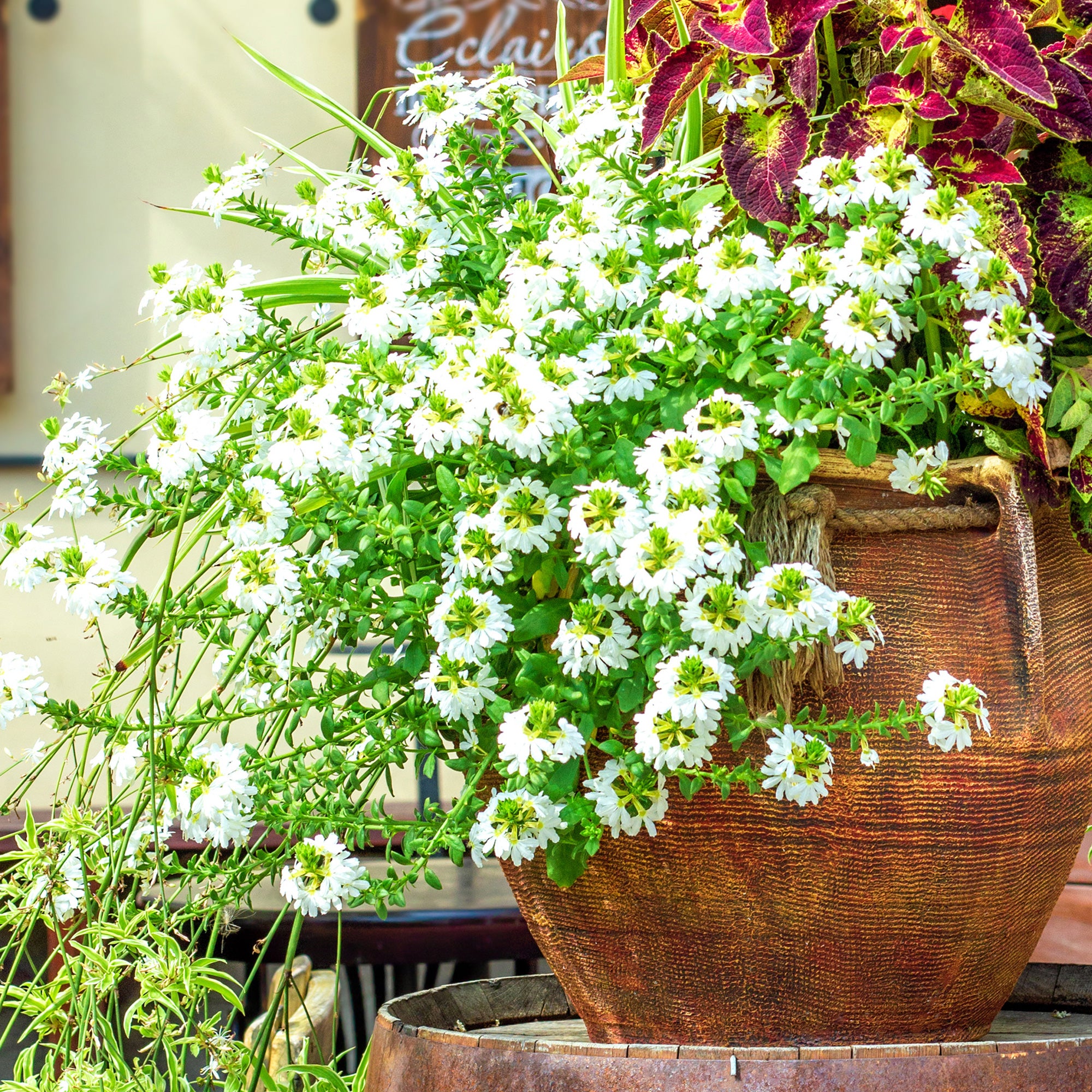 Bakker Scaevola blanc fleur balcon pot Ø 10.5cm blanche