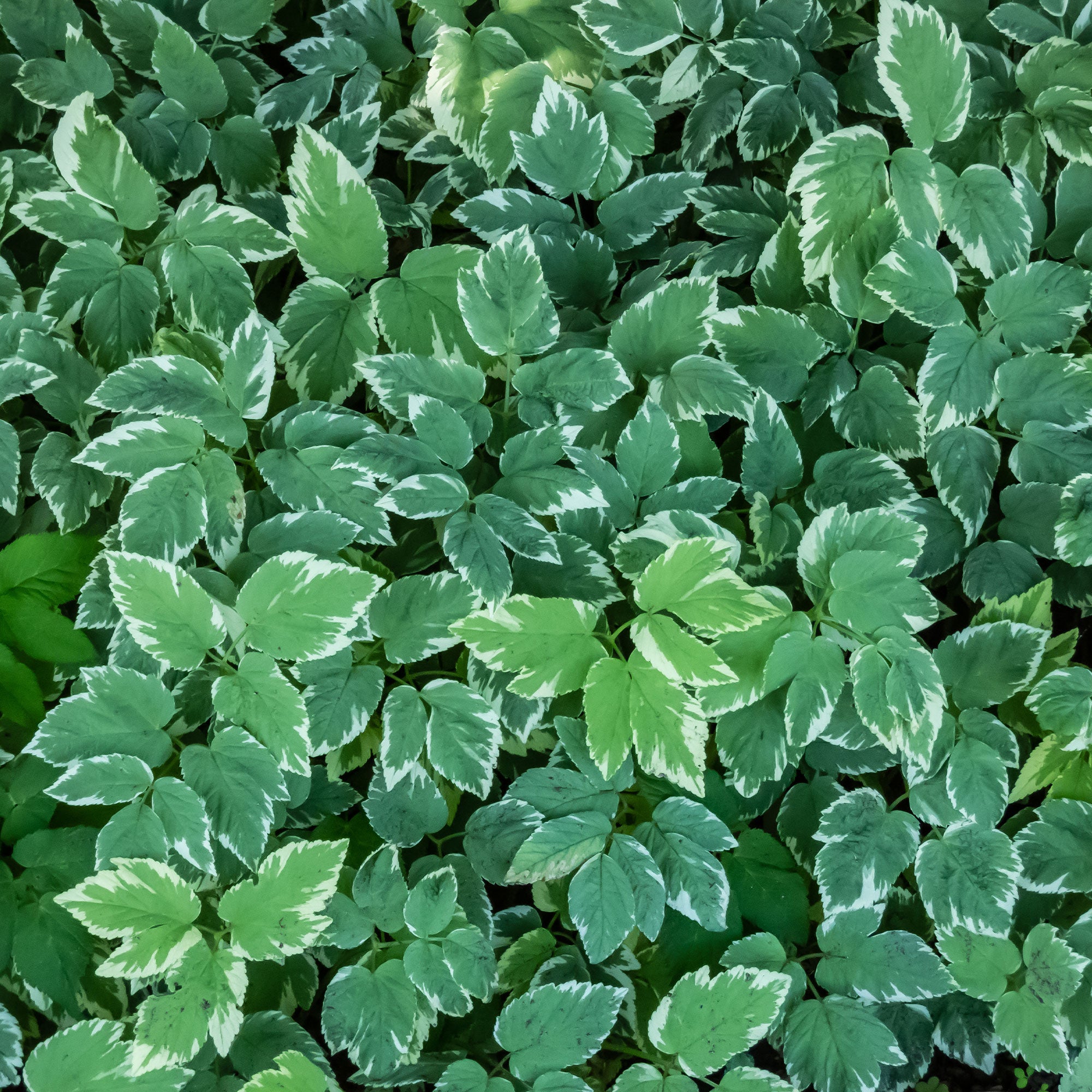 Bakker Vivaces Herbe aux goutteux panachée pot 9cm couvre-sol