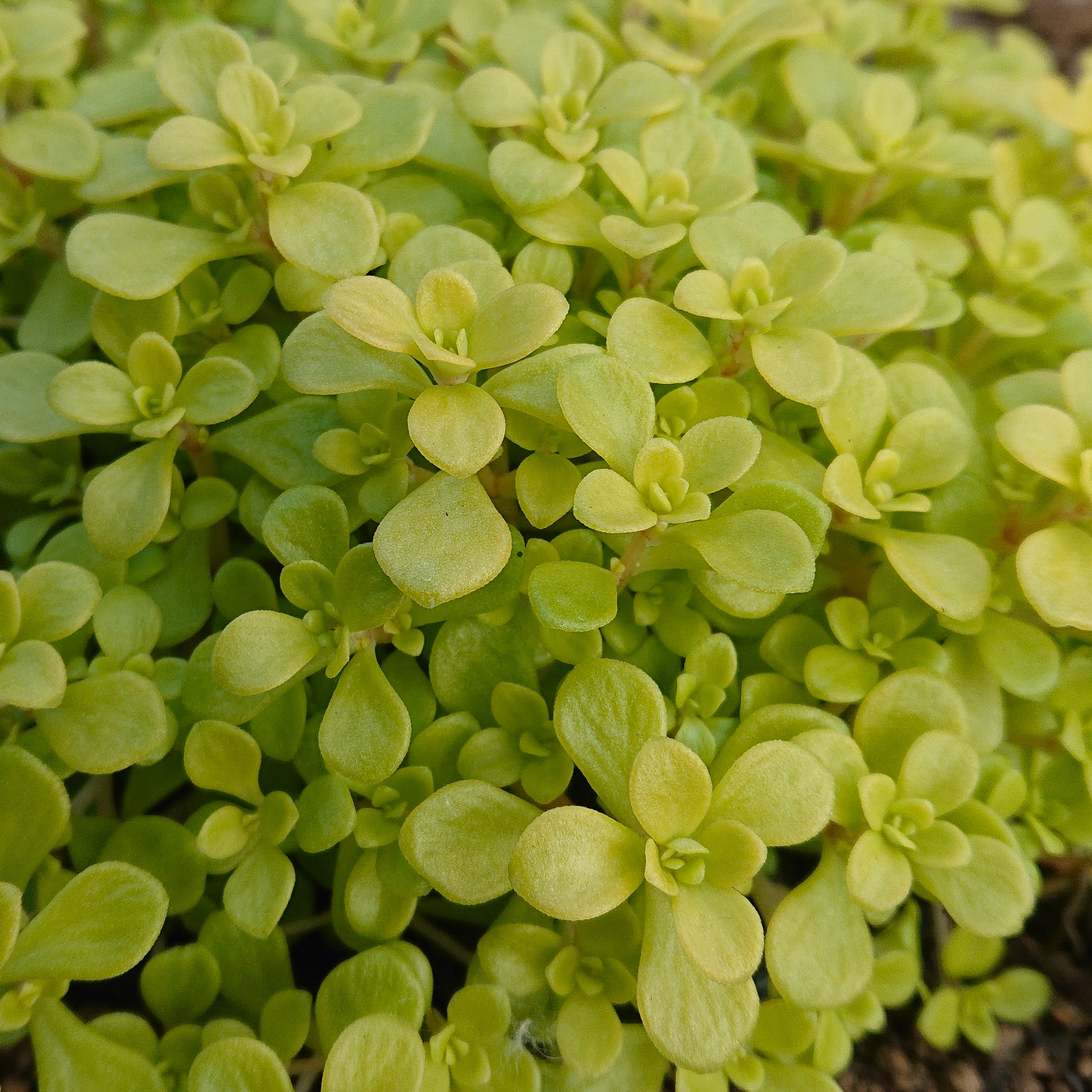 Passion Vivaces SEDUM makinoi Ogon orpin godet feuillage jaune