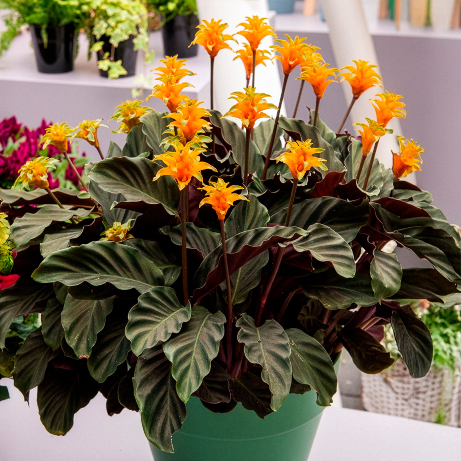 Bakker Calathéa Crocata pot Ø14cm fleurs orange 25-35cm