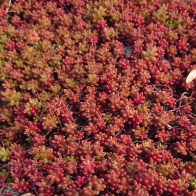 Passion Vivaces Sedum album Coral Carpet couvre-sol godet persistant