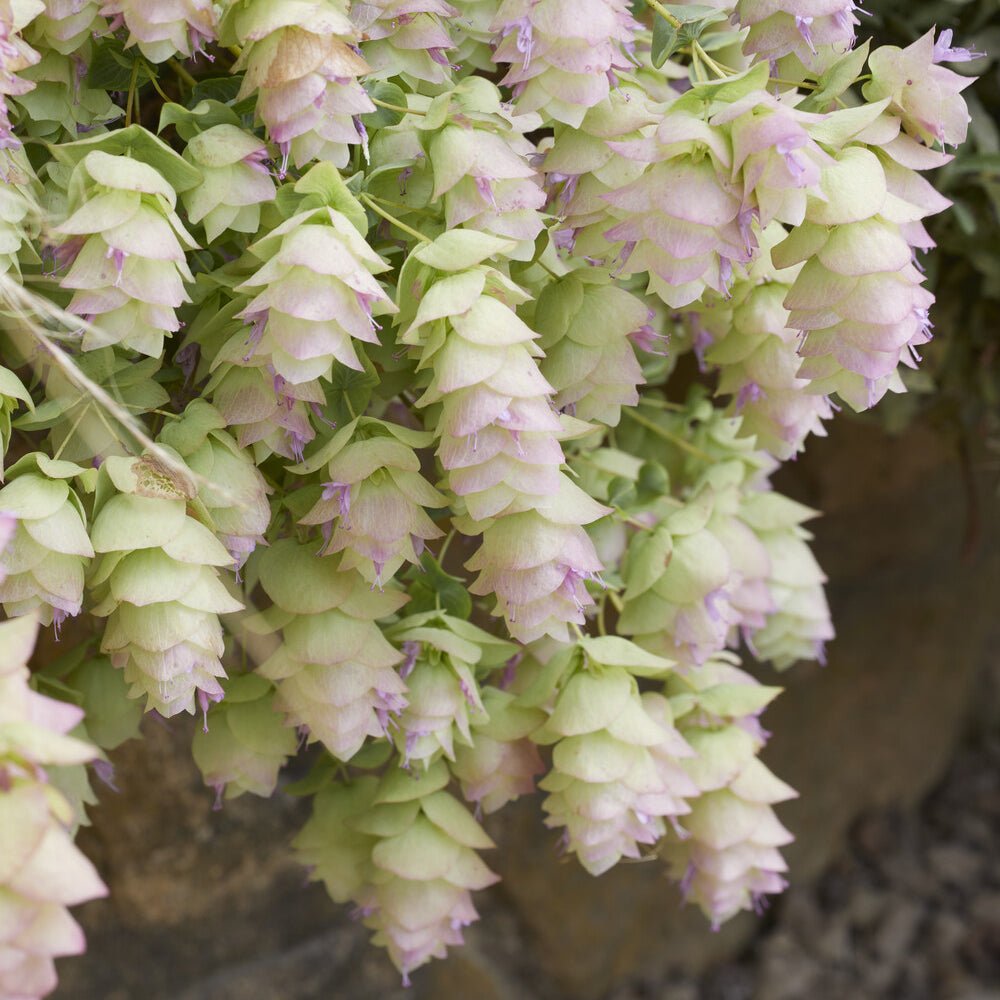 Bakker Kent Beauty origan ornemental pot Ø 9cm rose