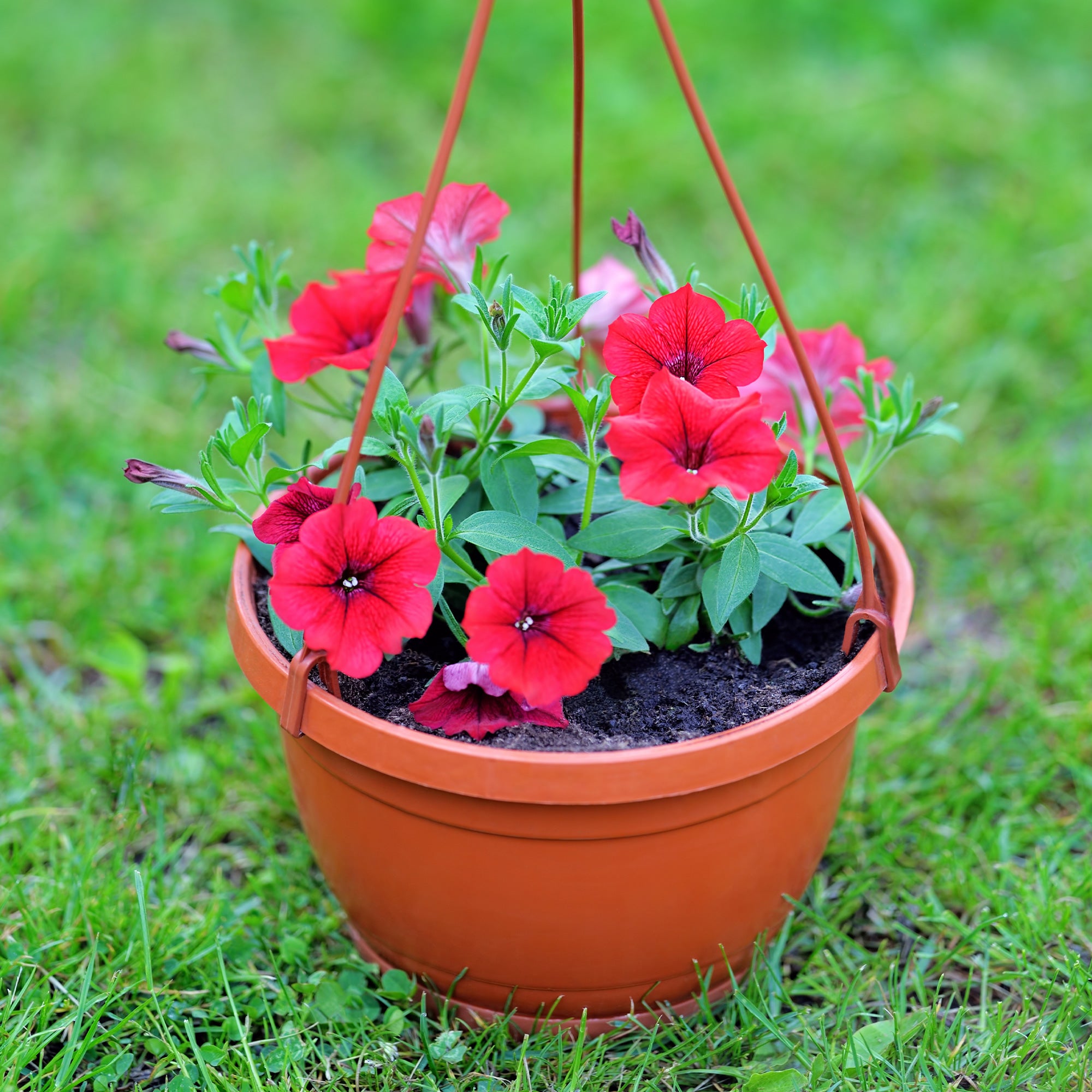 Bakker Surfinia rouge pétunia retombant Ø10.5cm