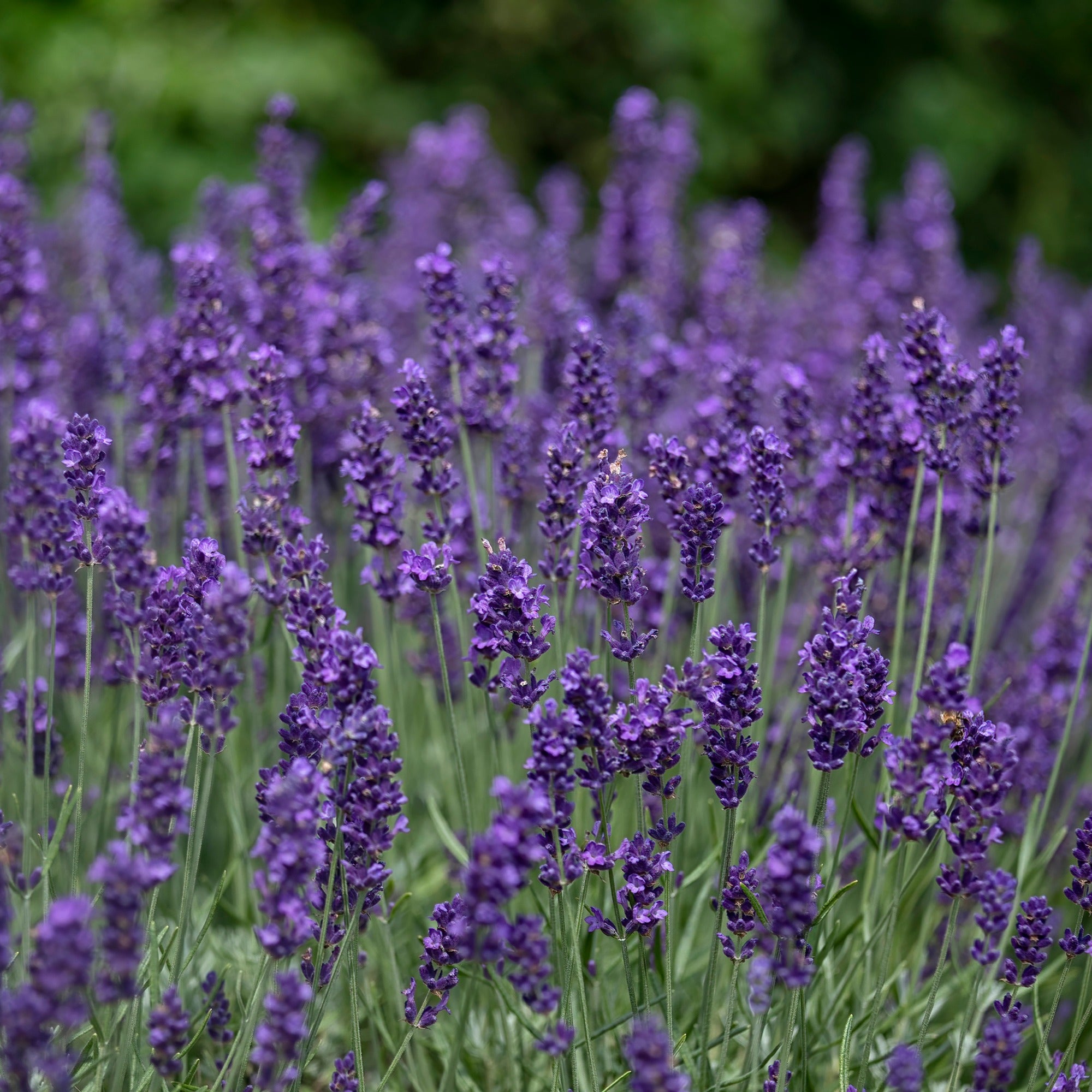 Bakker Lavande Hidcote lavande vraie 2L bleu-violet parfumée