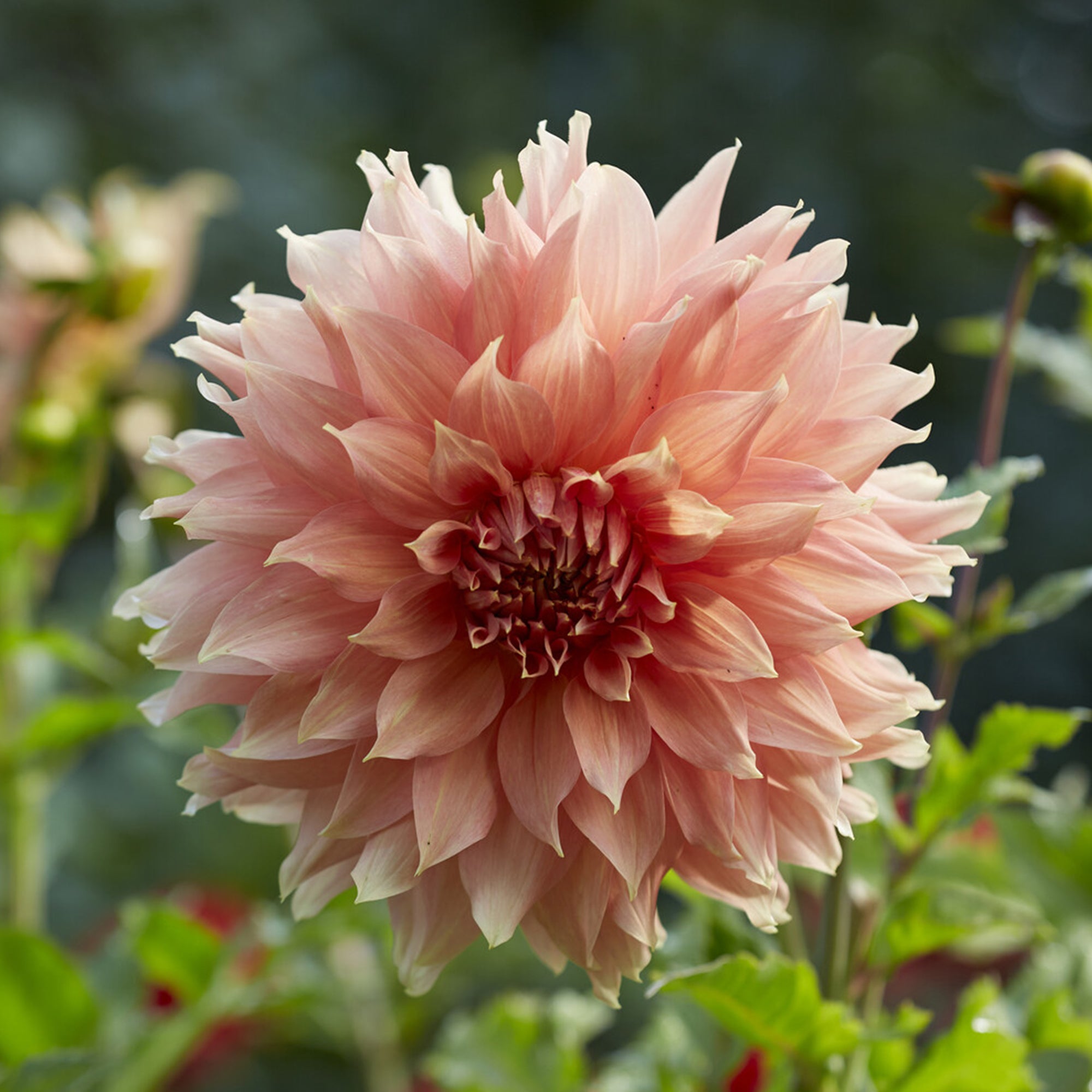 Bakker Fairway Spur dahlia géant sachet 1 bulbe saumon