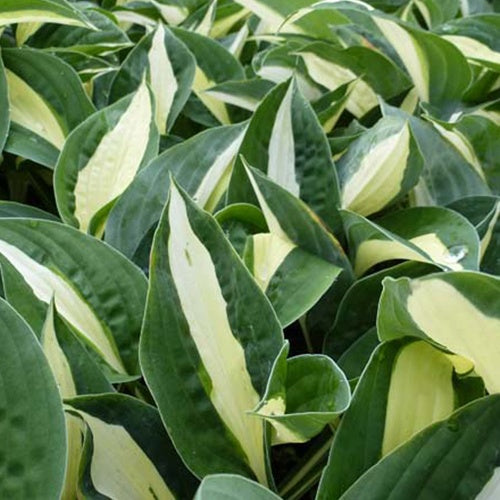 Bakker Hosta Risky Business vivace ombre pot Ø9cm