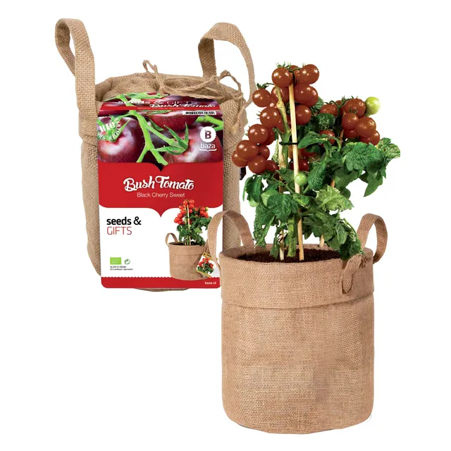 Bakker Kit Tomate cerise noire + sac déco et terreau