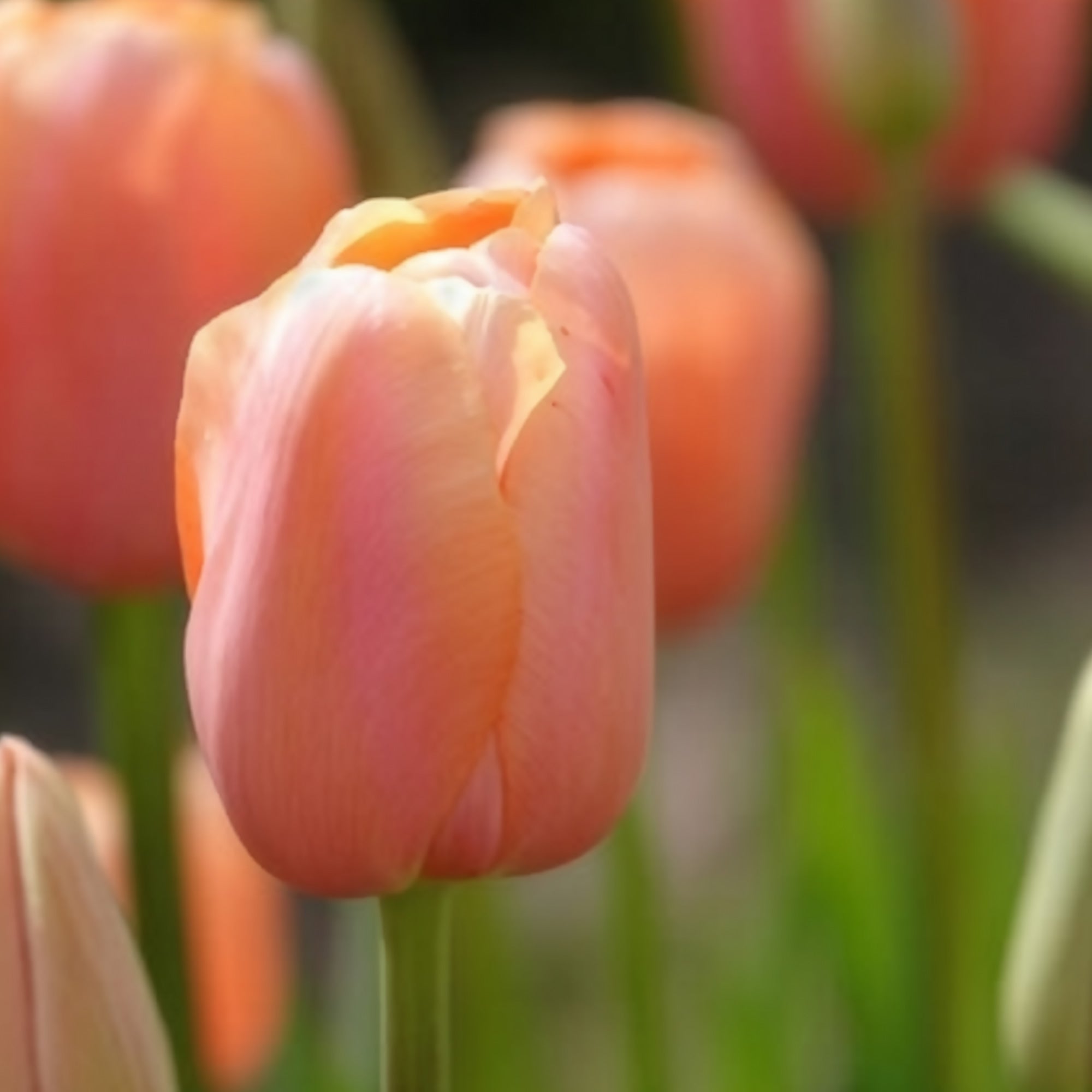 Bakker Menton tulipe rose sachet 7 bulbes 12cm+