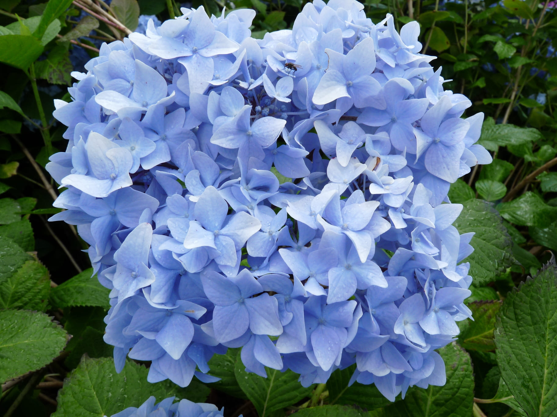 Les Hortensias du Haut Bois Nikko Blue Hydrangea macrophylla hortensia boule
