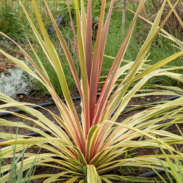 Bakker Can Can cordyline australe pot Ø9cm rose