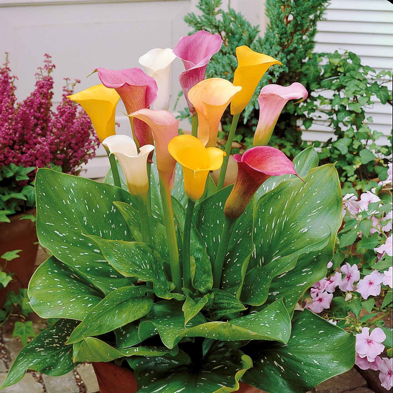 Bakker Callas blanc rose jaune bulbes sachet 3 bulbes