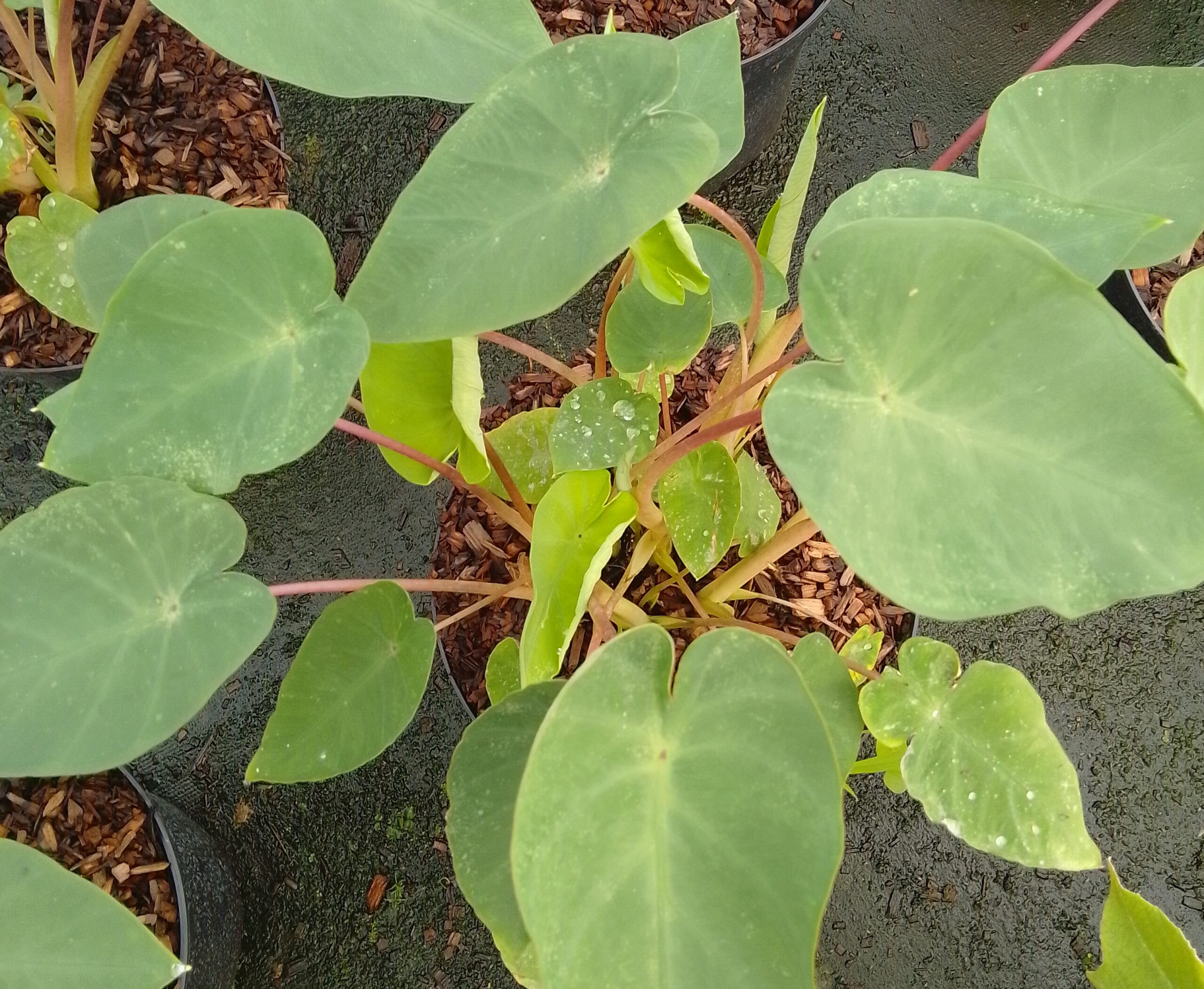 Pépinières Ripoche Colocasia esculenta Pink China plante exotique