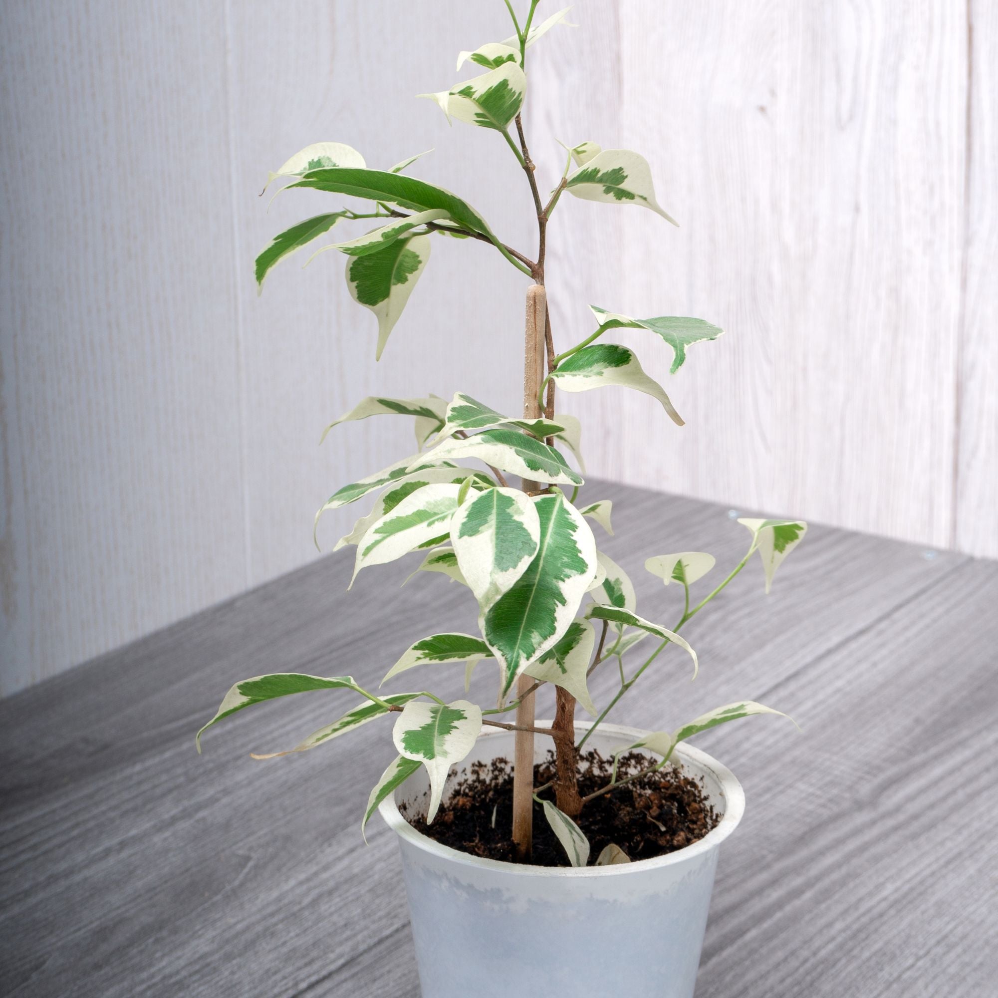 Bakker Twilight ficus benjamina panaché pot 17cm 60-80cm