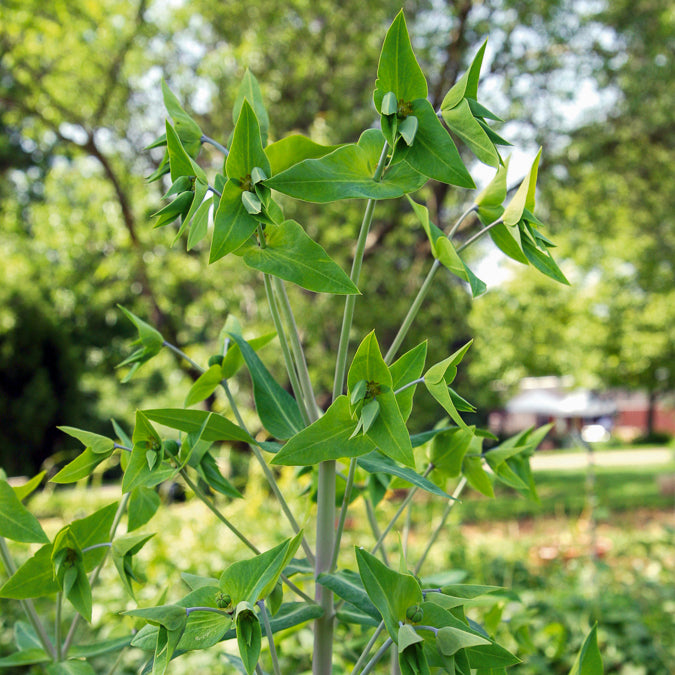 Bakker Plantes vivaces Euphorbe des Jardins Epurge pot 9cm