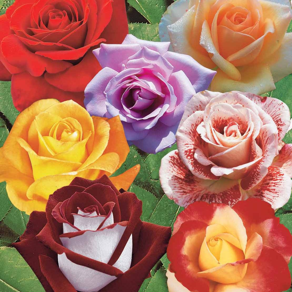 Bakker Collection 7 Rosiers buissons racines nues parfumés