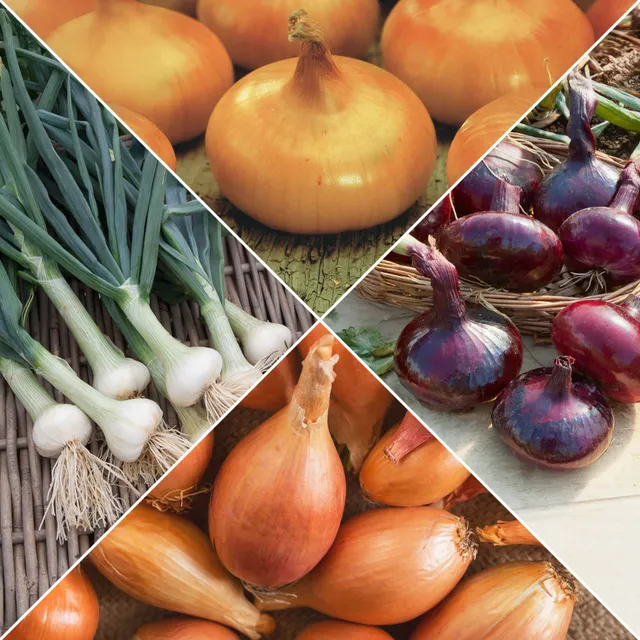 Bakker Potager Oignons collection graine 4 sachets