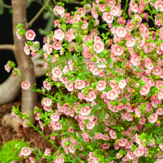 Bakker Mauve du Cap plante terrasse pot 9cm fleur pourpre