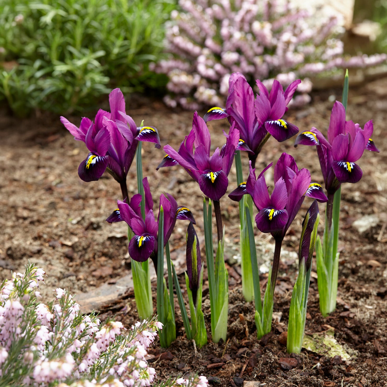 Bakker Bulbes à fleurs mellifères mauves blancs sachet 50 abeilles