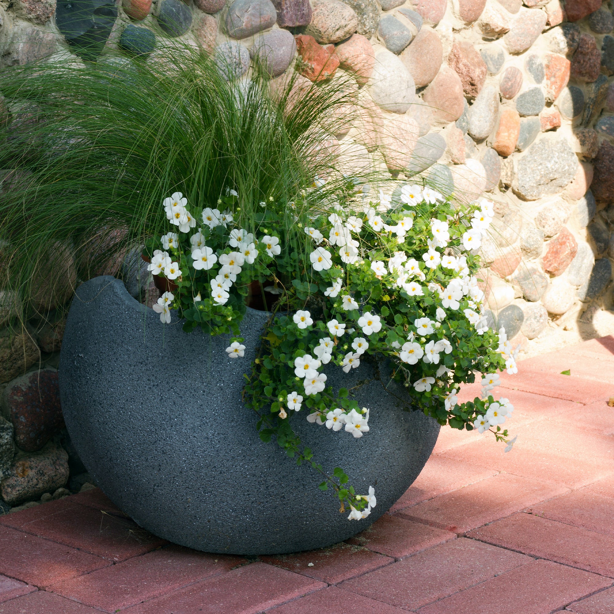 Bakker Plantes terrasse Bacopa blanc retombante pot 10,5cm floraison