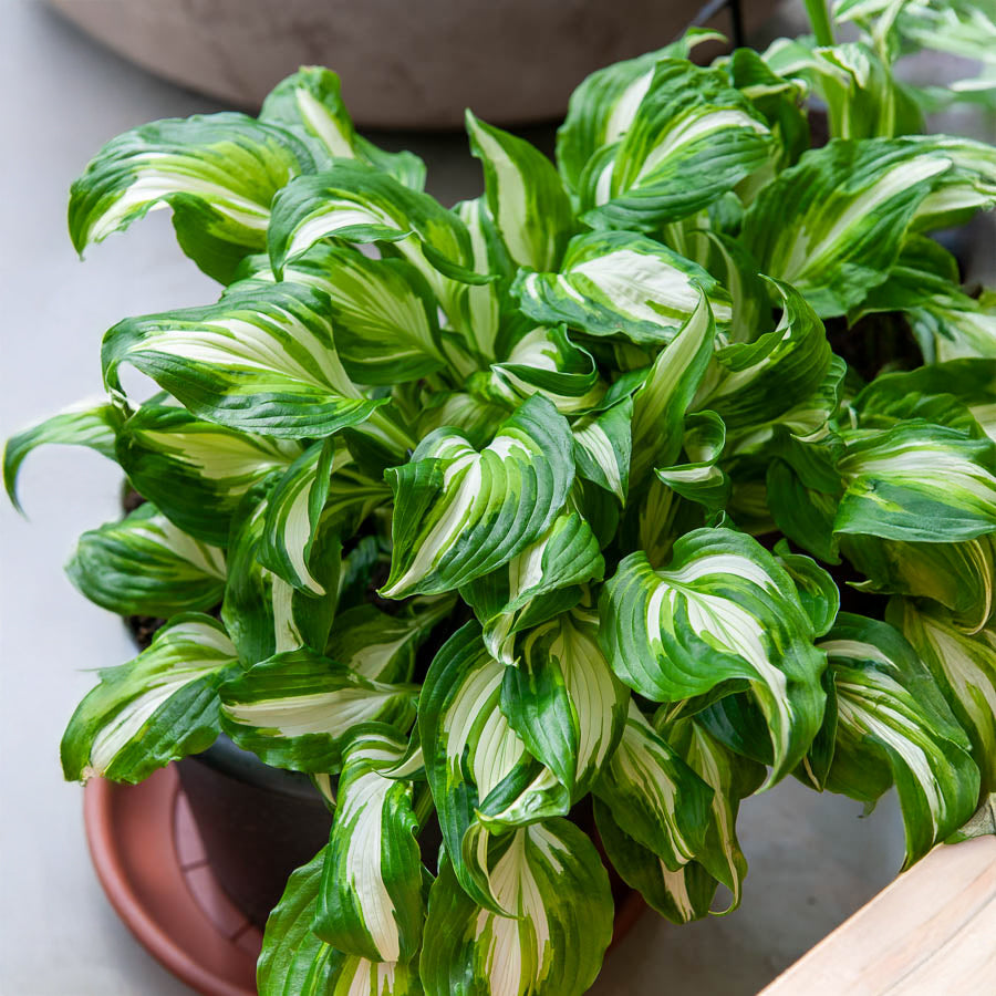 Bakker Plantes vivaces Hosta Mediovariegata vivace ombre 9cm