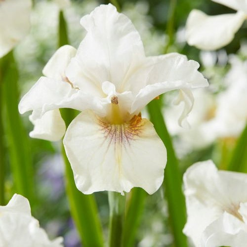 Bakker Iris de Sibérie Not Quite White vivace pot 8 cm blanc