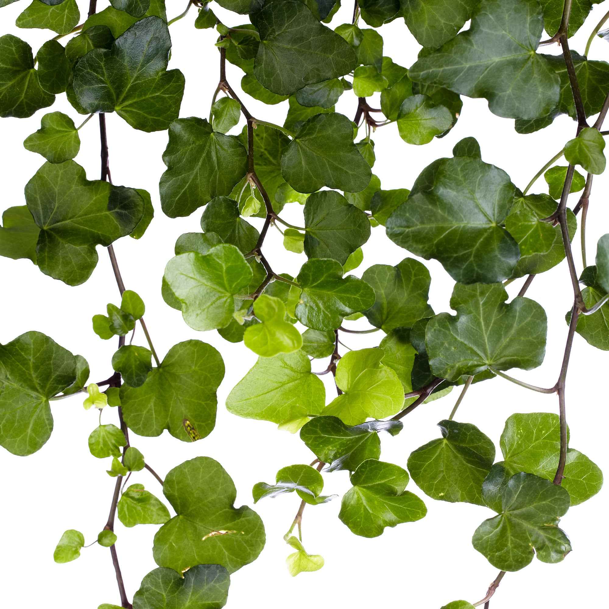 Bakker Lierre Hedera Wonder plante suspendue pot 13cm