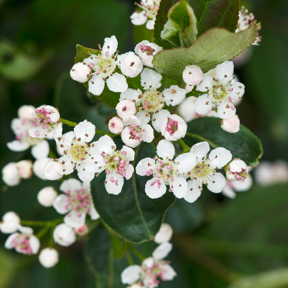 Bakker Aronia fruits noirs arbuste pot 3L 50-60cm