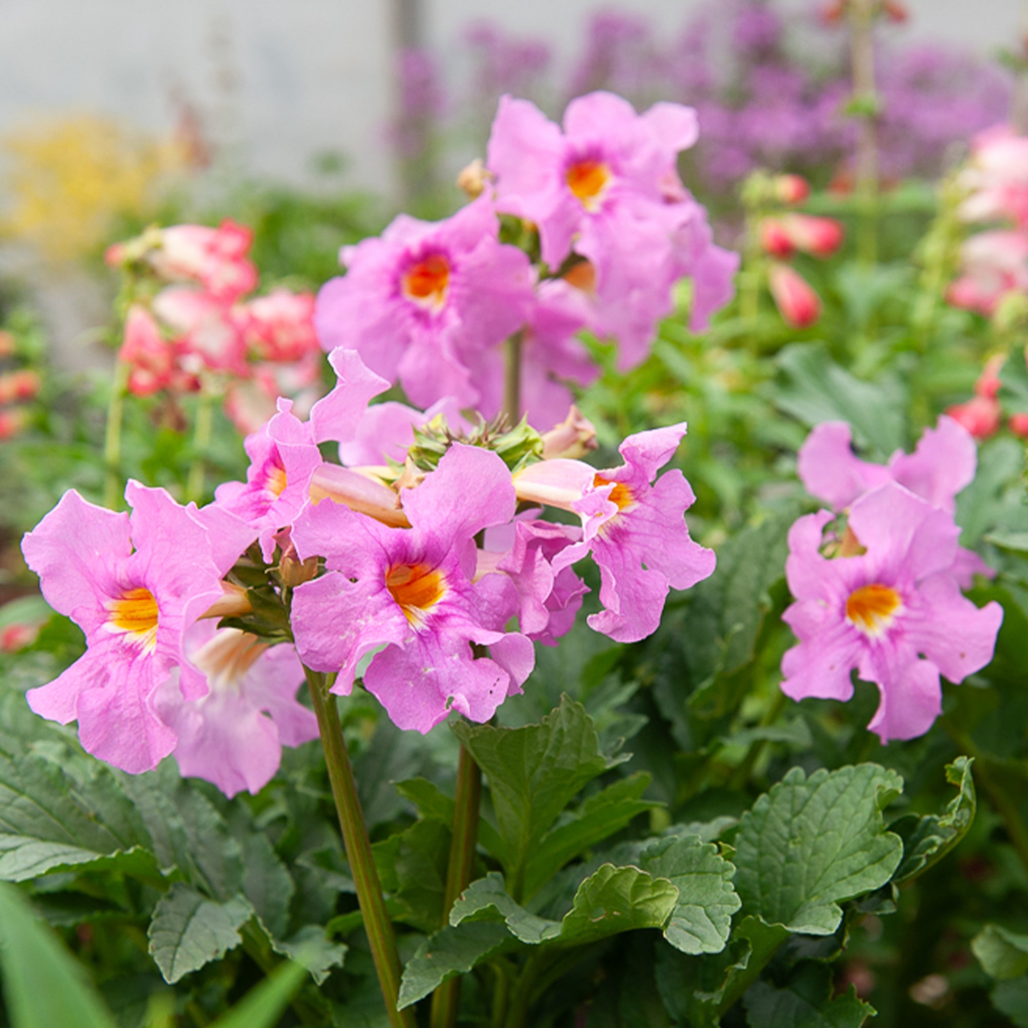 Bakker Incarvillea Terreur des taupes vivace 4 racines nues
