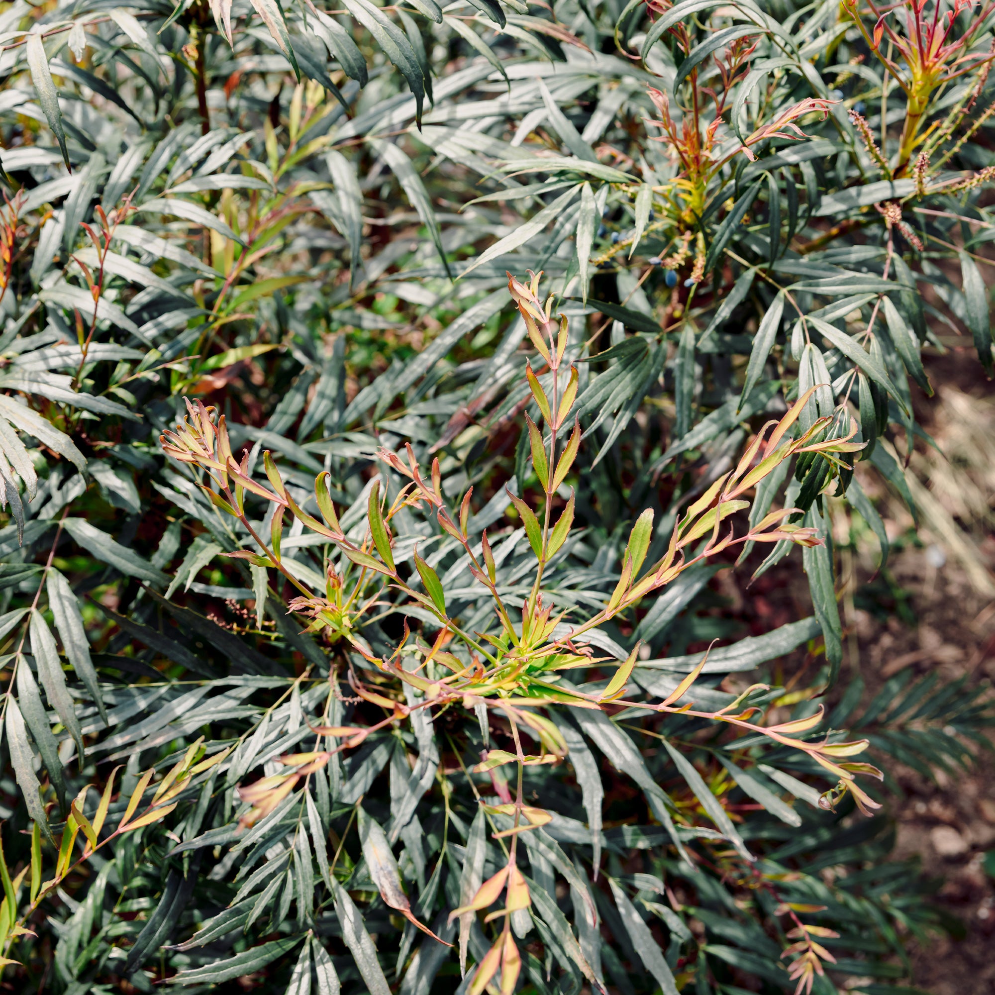 Bakker Arbustes Mahonia Narihira arbuste godet 9cm persistant